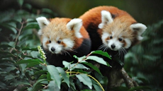 Ménagerie, the zoo at the Jardin des Plantes