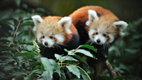 Ménagerie, the zoo at the Jardin des Plantes